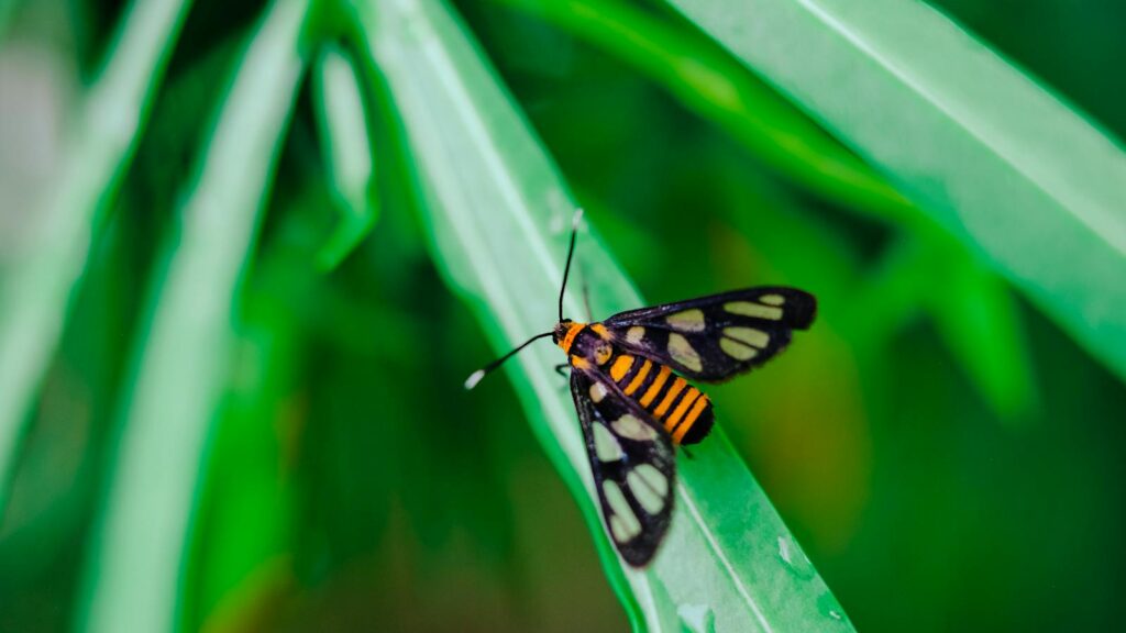 Vibrant wasp moth resting on a vivid green leaf in a natural setting.