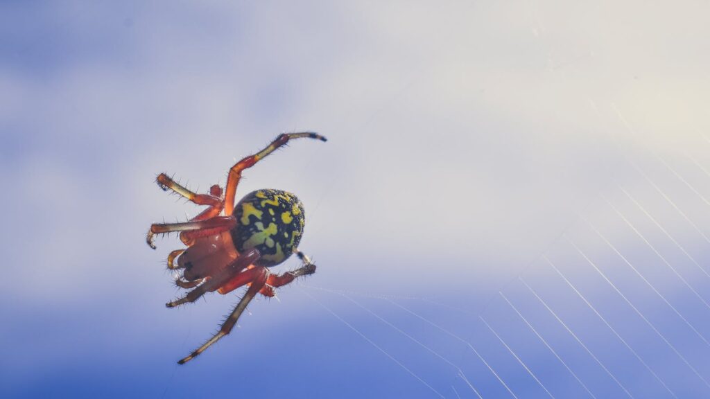Vibrant orb-weaver spider captured against a bright sky, displaying intricate web and striking colors.