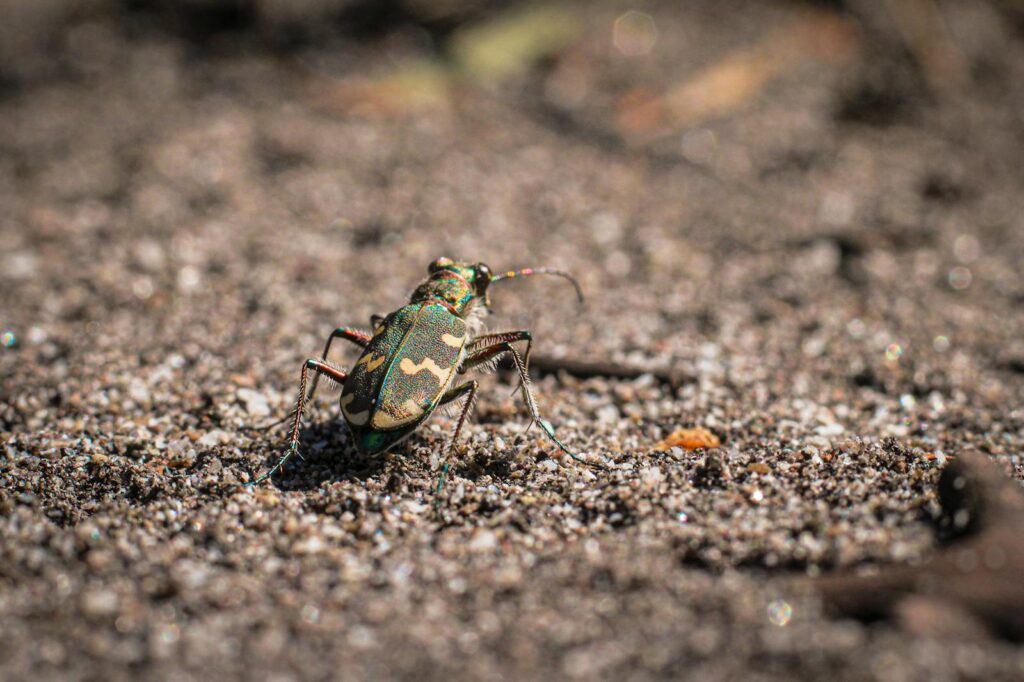 Close-up of a colorful tiger beetle in Czechia showcasing its vibrant elytra on a sandy surface.