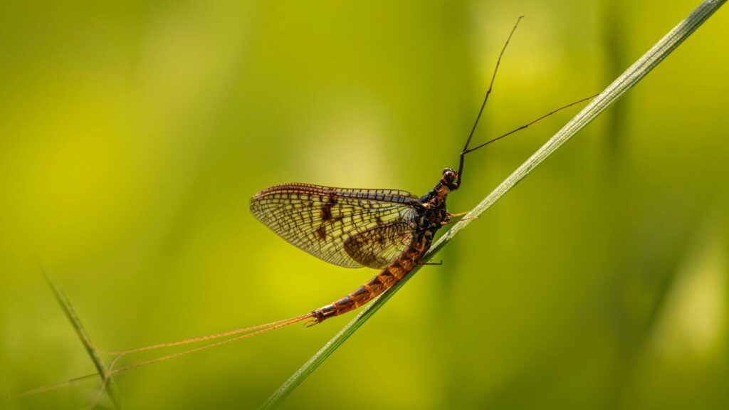 Macro photo of a mayfly perched on a green leaf with vibrant, blurred background.