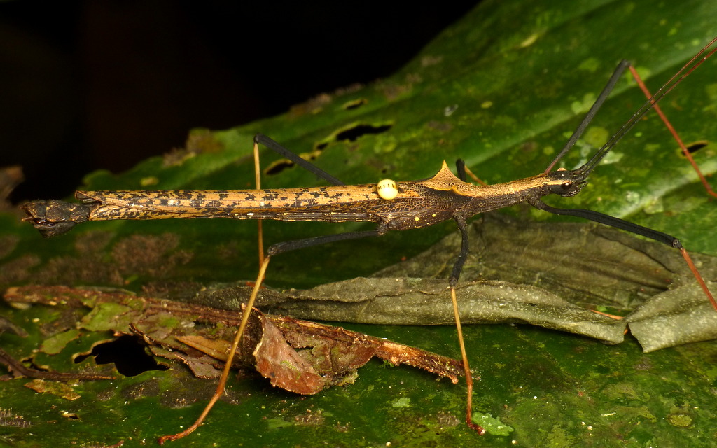 A Two-spined Ecuador Stick Insect on foliage
