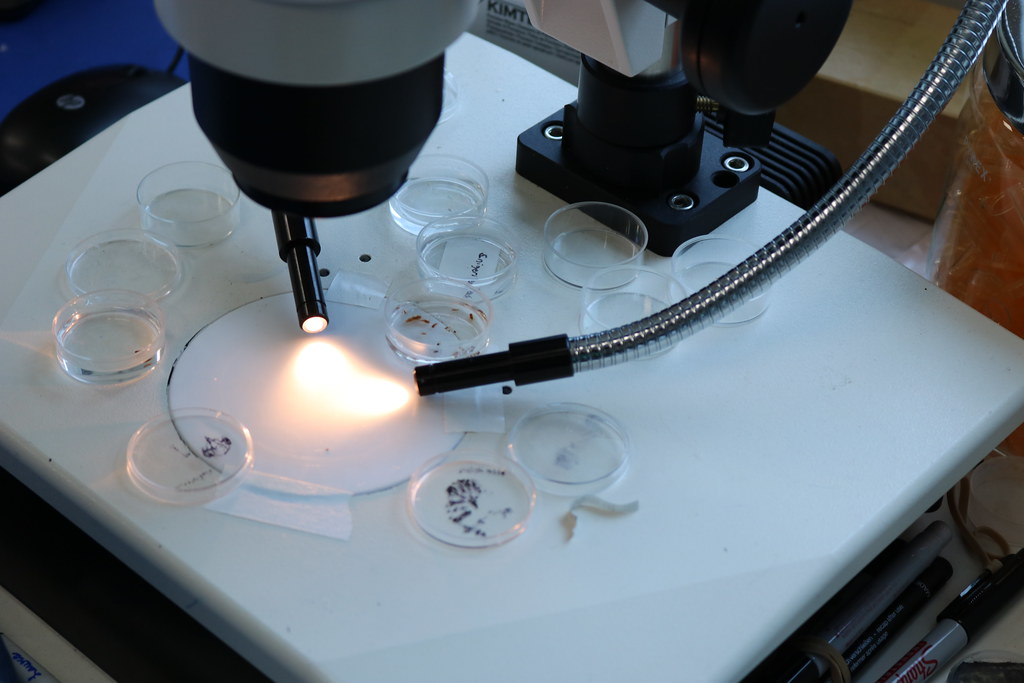 A close-up image of a Dissecting Microscope and Specimens