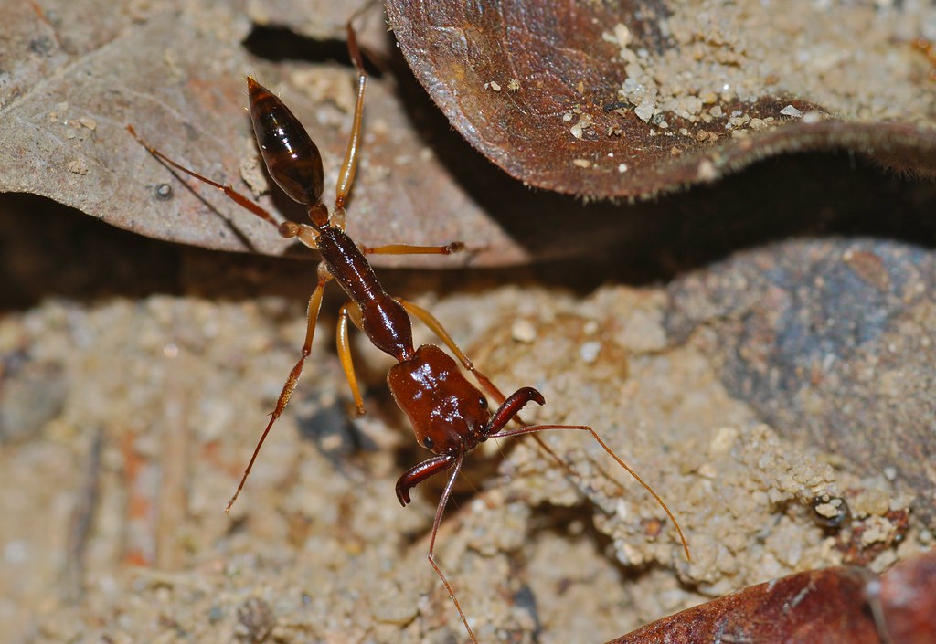A close-up image of a Trap Jaw Ant (Odontomachus rixosus)