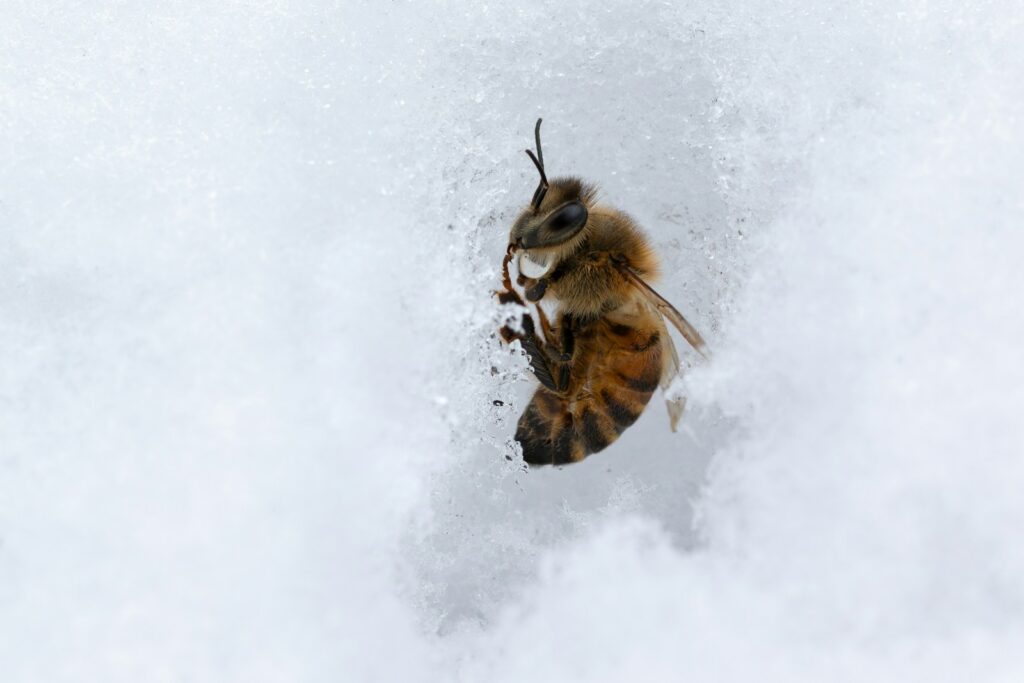 a close up of a bee lying in ice