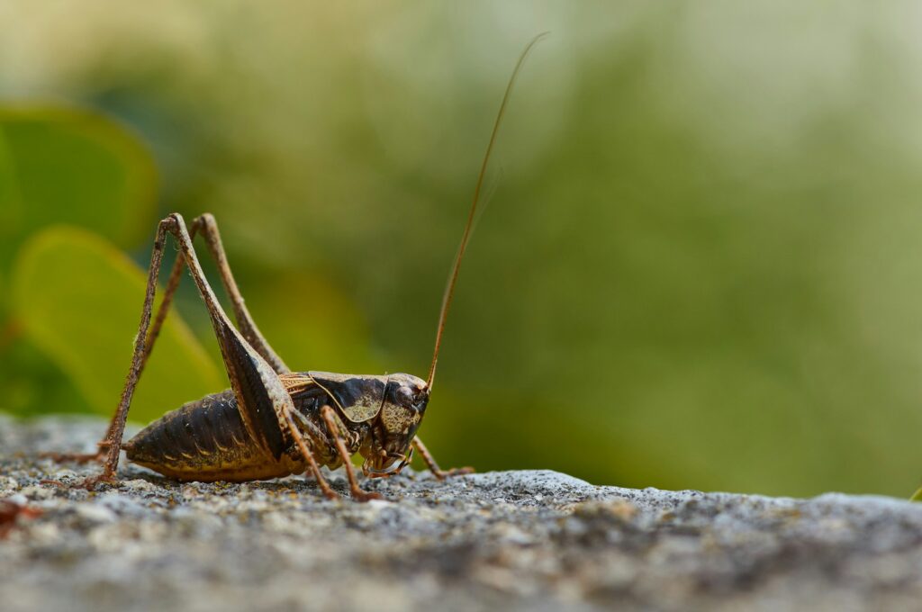 brown cricket on gray rock during daytime
