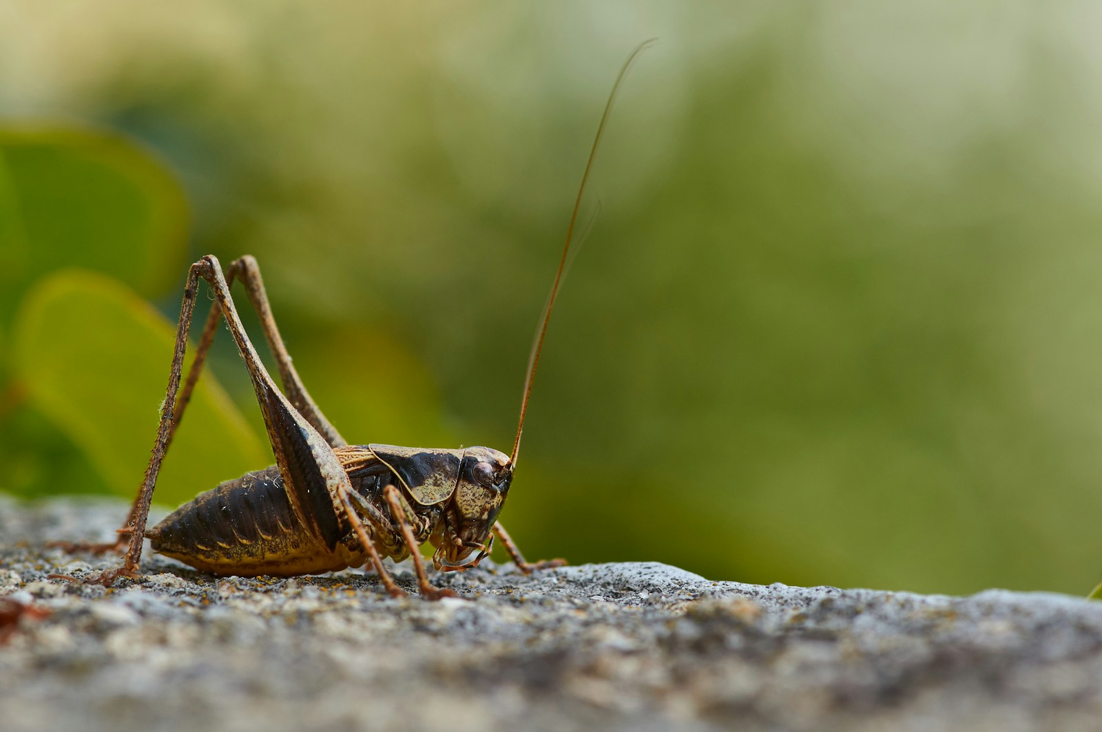 brown cricket on gray rock during daytime