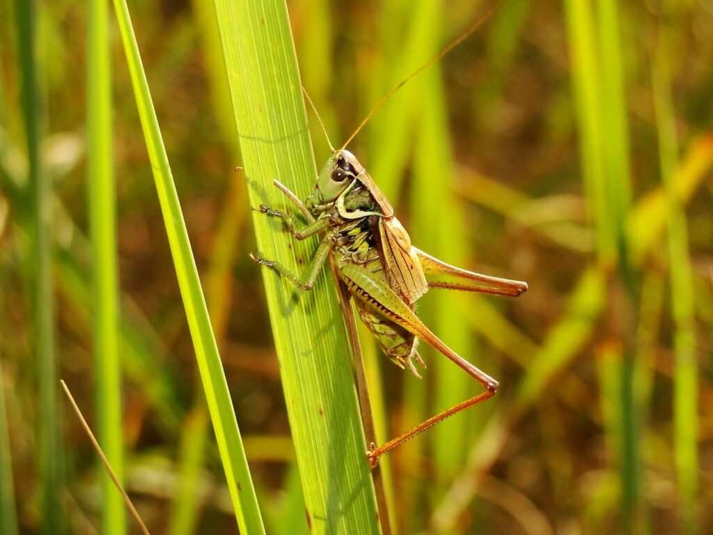 brown and green grasshopper on green a vegetation in selective focus photography during daytime