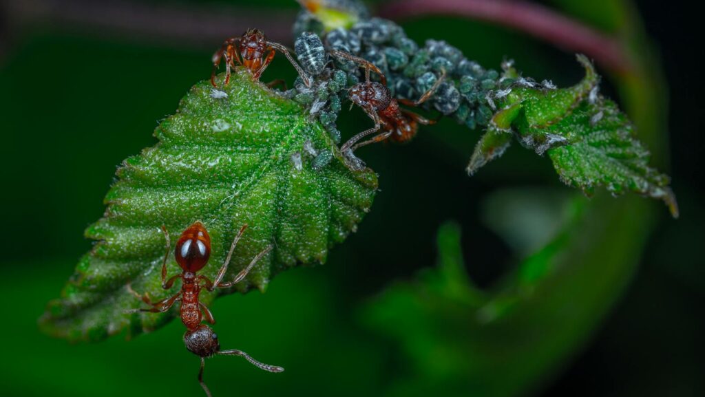 Close-up image showing an ant and aphids interacting on a green leaf.