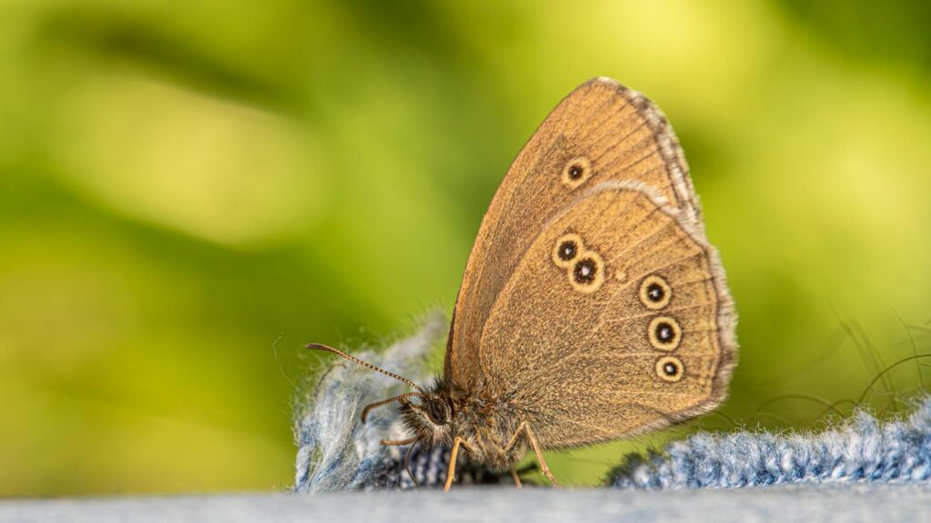 Brown butterfly with eye spots resting on blue fabric against a blurred green background.