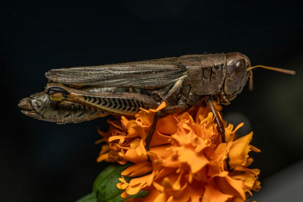 A brown grasshopper resting on a vibrant marigold flower.