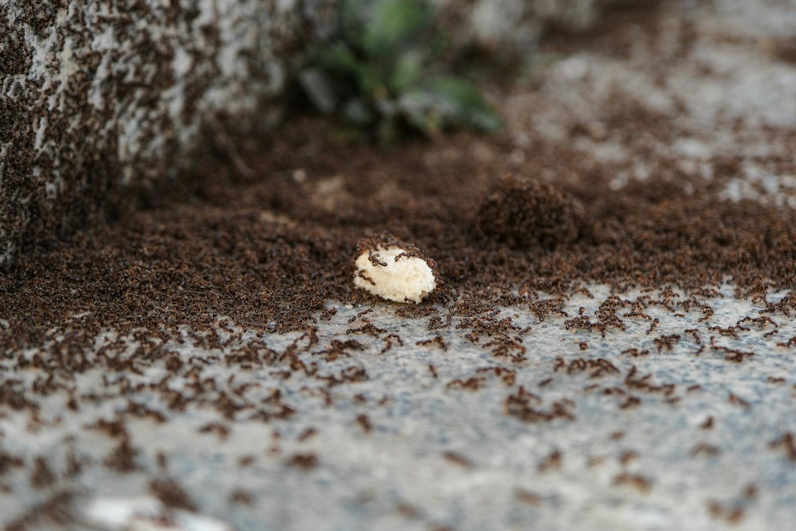 A large colony of ants swarming over a piece of food outdoors on a stone surface.