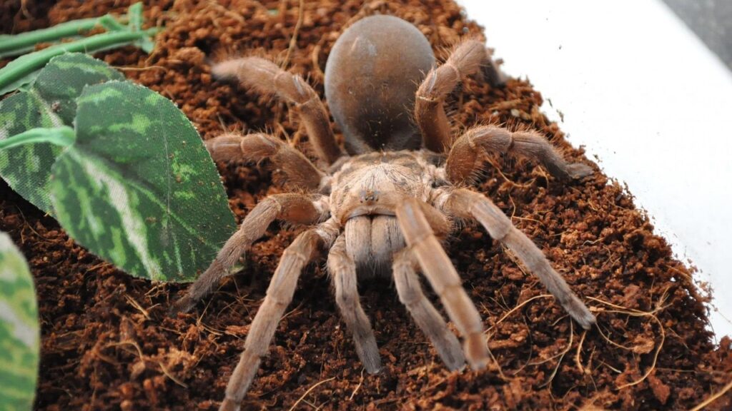 Large brown tarantula with thick legs resting on a bed of loose soil beside an artificial green leaf.