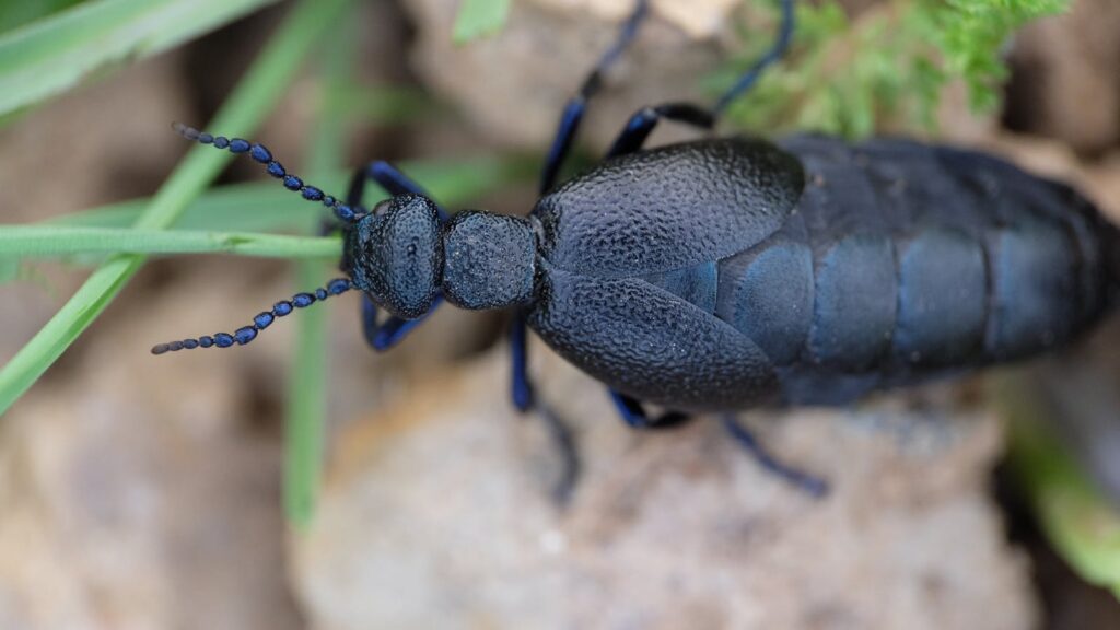 Macro image of a darkling beetle on rocky terrain with greenery.
