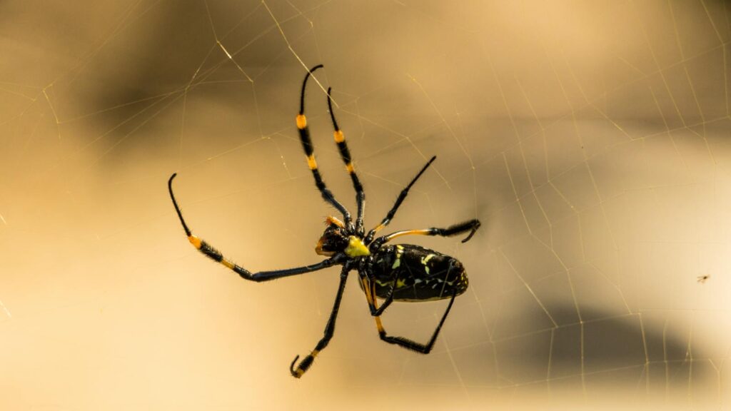 A black and yellow spider with long legs on a web against a golden blurred background.