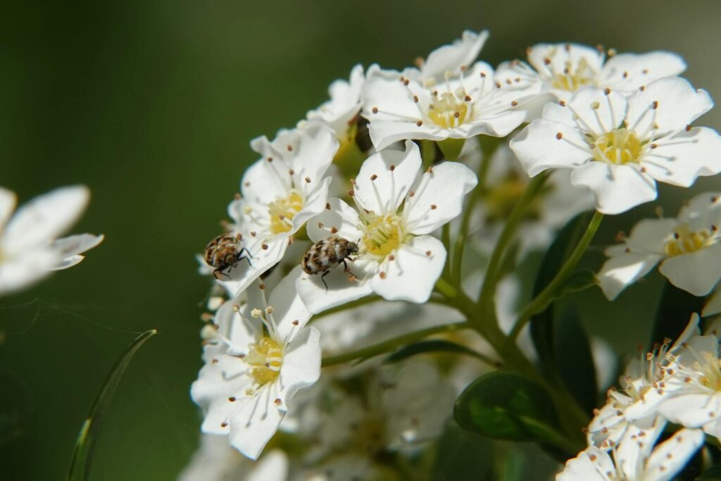 Detailed view of blooming white flowers with insects in a natural setting in Gouda.