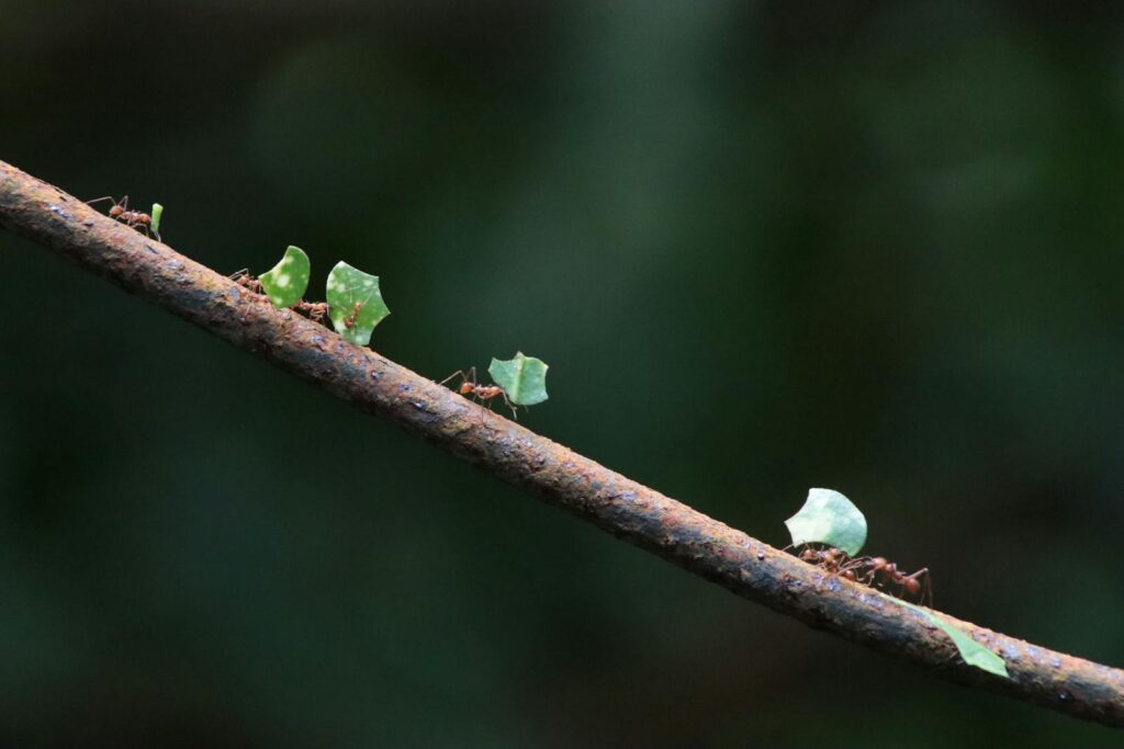 A trail of leafcutter ants carrying small leaf cuts.