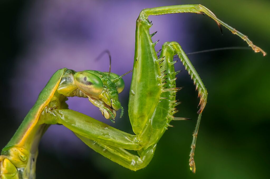 A close-up image of the head and legs of a praying mantis