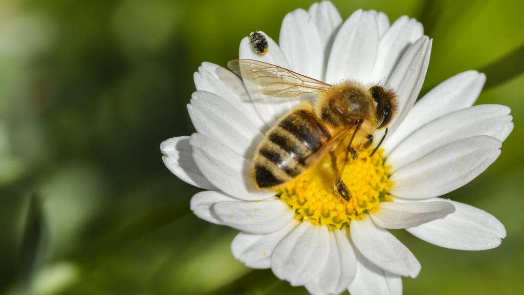 Close-up of a bee pollinating an oxeye daisy, capturing nature's beauty and pollination process.