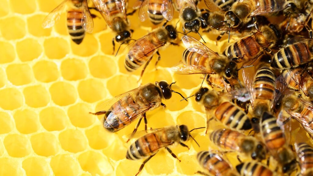 Group of honey bees on honeycomb.