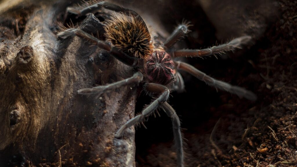 A juvenile tarantula with a reddish abdomen and dark legs crawling on a piece of bark inside a terrarium.