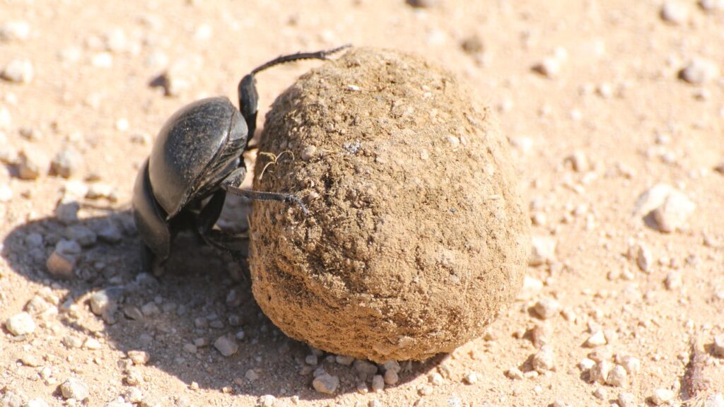 dung beetle, south africa, safari, wilderness, nature, national park, dung beetle, dung beetle, dung beetle, dung beetle, dung beetle