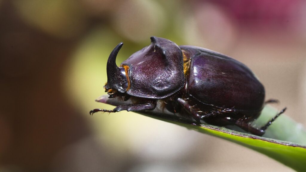 rhinoceros beetle, nature, close up, free, beetle, insect, oryctes nasicornis, scarabaeidae, rhinoceros beetle, rhinoceros beetle, rhinoceros beetle, rhinoceros beetle, rhinoceros beetle
