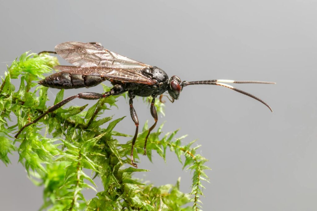Close-up of an Ichneumon wasp perched on vibrant green leaves against a gray background.