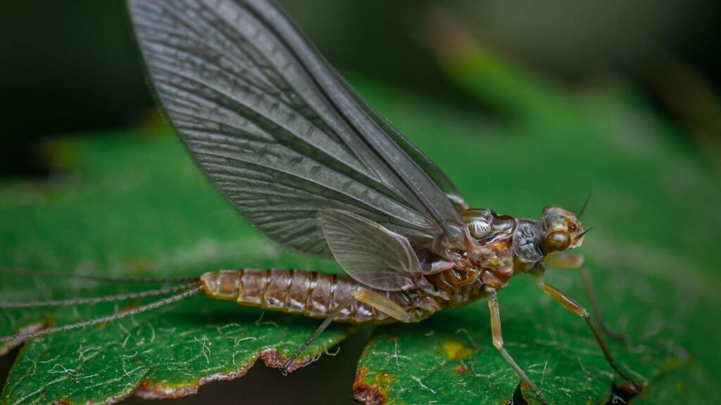 Close-up view of a mayfly perched on a green leaf, showcasing wings and detail.
