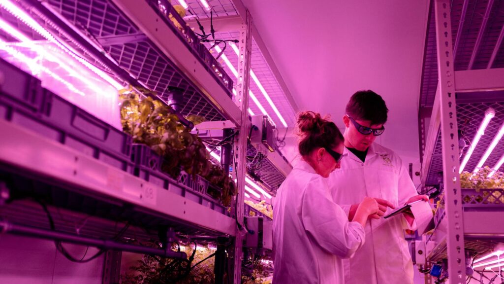 Scientists in a lab inspecting plants under purple grow lights.