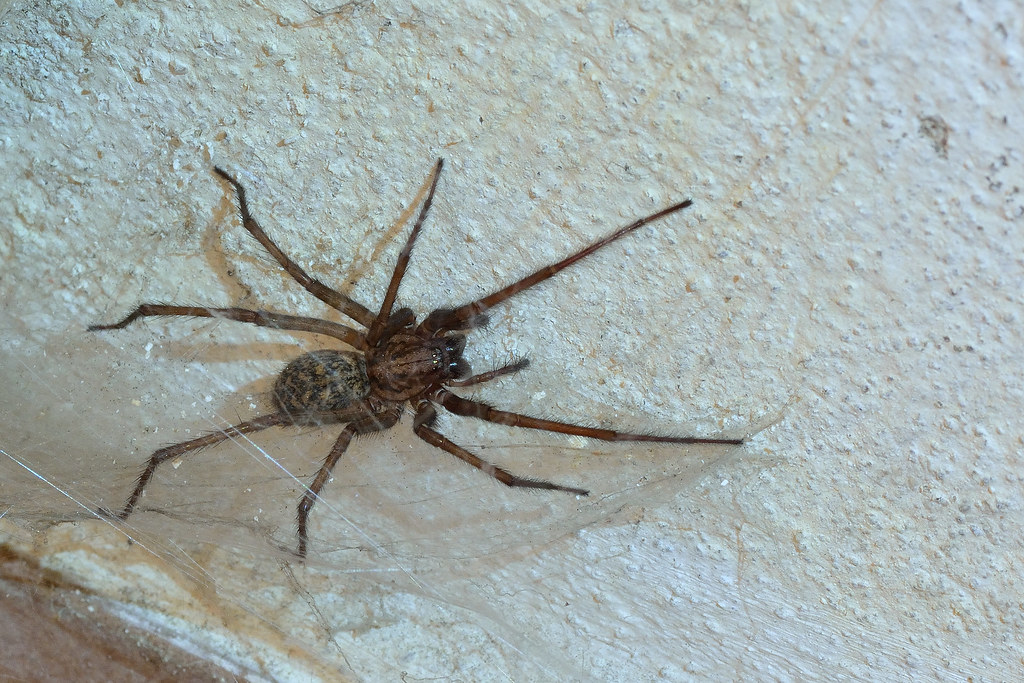 The Giant House Spider on  a white surface