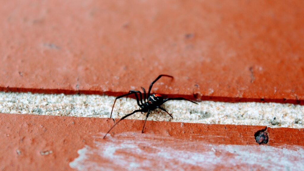 red-back, australia, nature, spider, brick, black widow, dangerous, animal, black widow, black widow, black widow, black widow, black widow