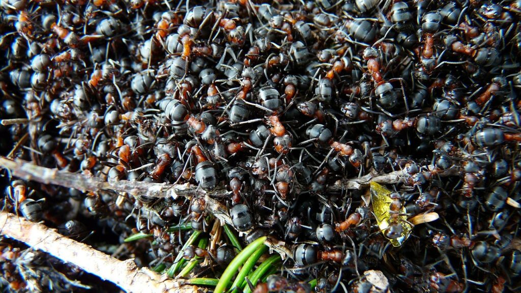 ants, wood ants, formica, red wood ant, formica rufa, formica polyctena, nature, animal, red, wood ant, wood ant colony, ants, ants, ants, ants, ants