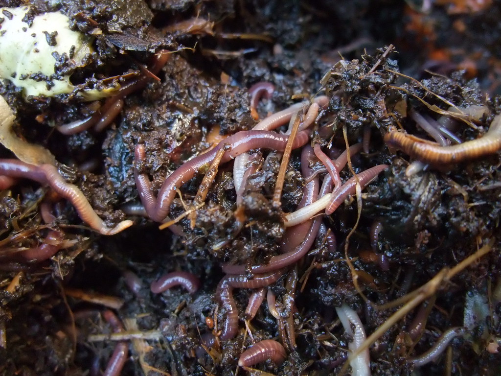 Several species of earthworms have been introduced to North America and are considered invasive.