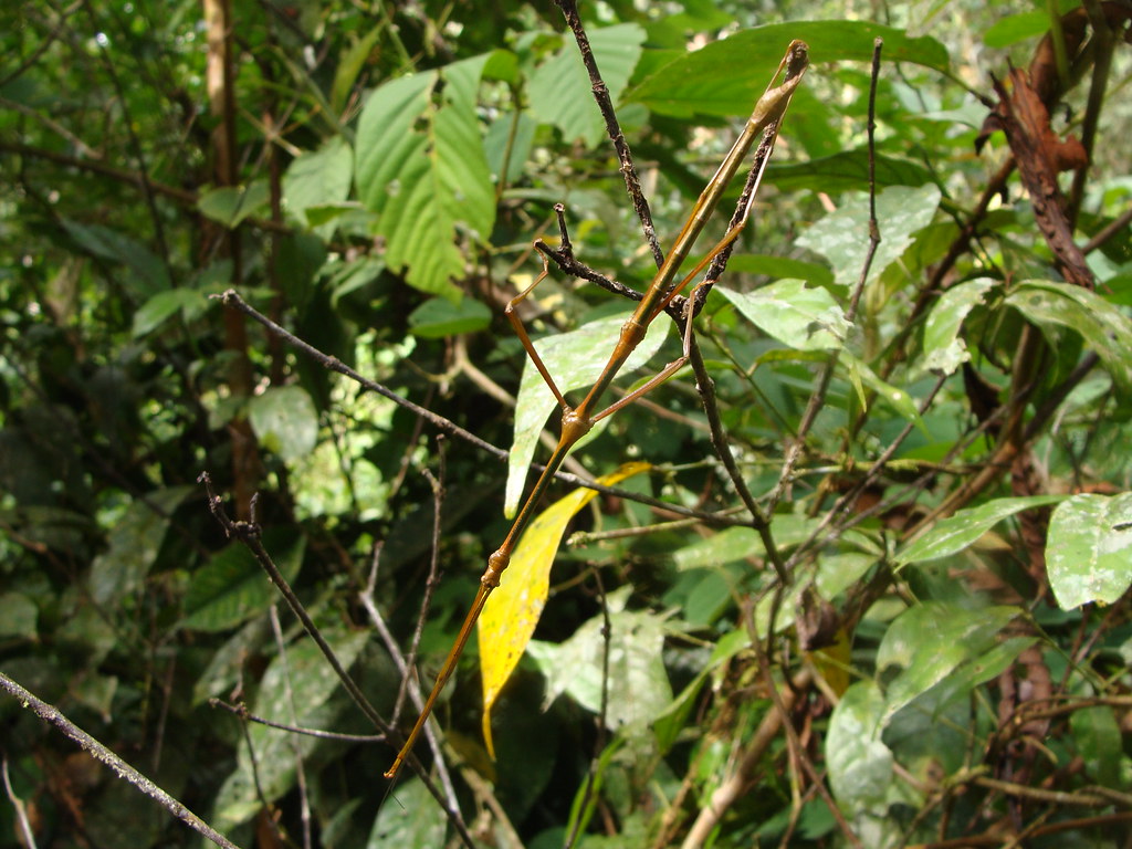 Carausius morosus on green vegetations