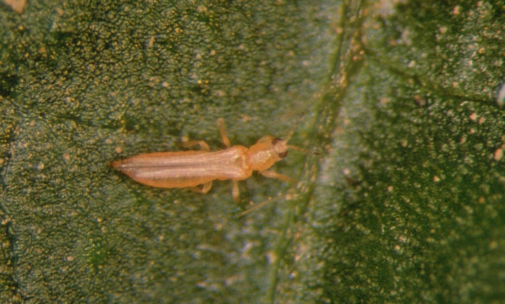 Western flower thrips, one of the most common vectors of Tomato Spotted Wilt Virus (TSWV)
