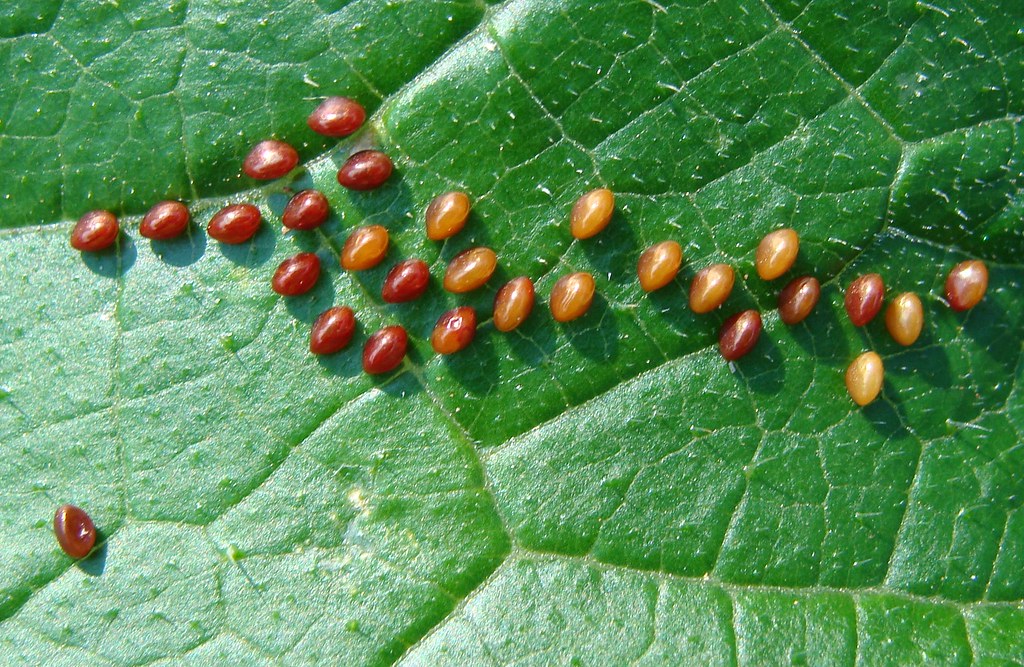 A close-up shot of squash bug eggs