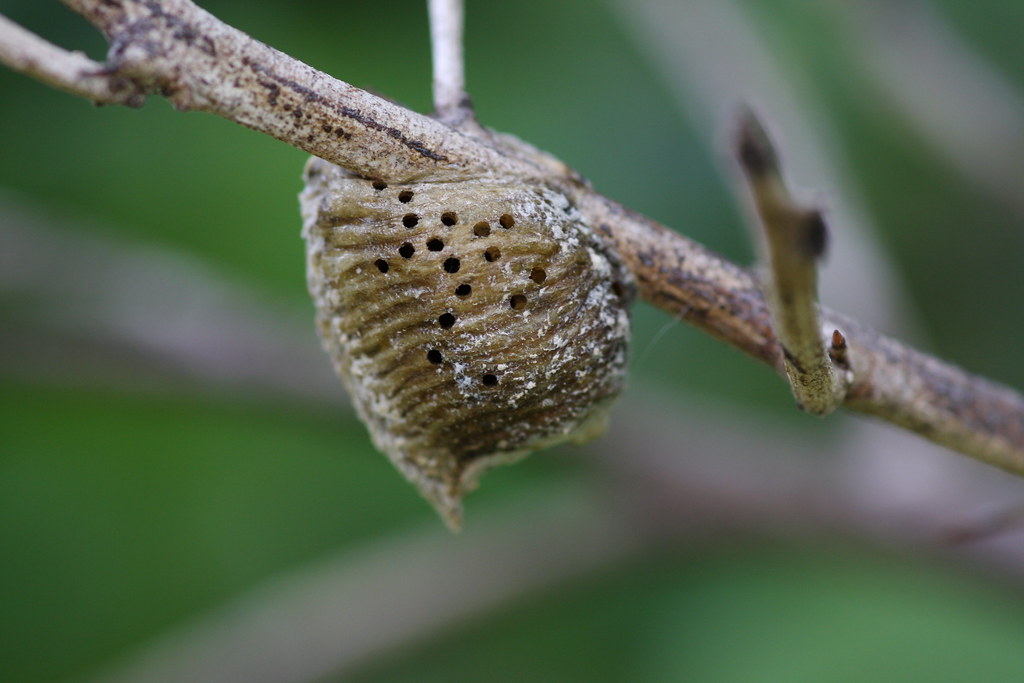 A Praying mantis egg case hanging on a branch