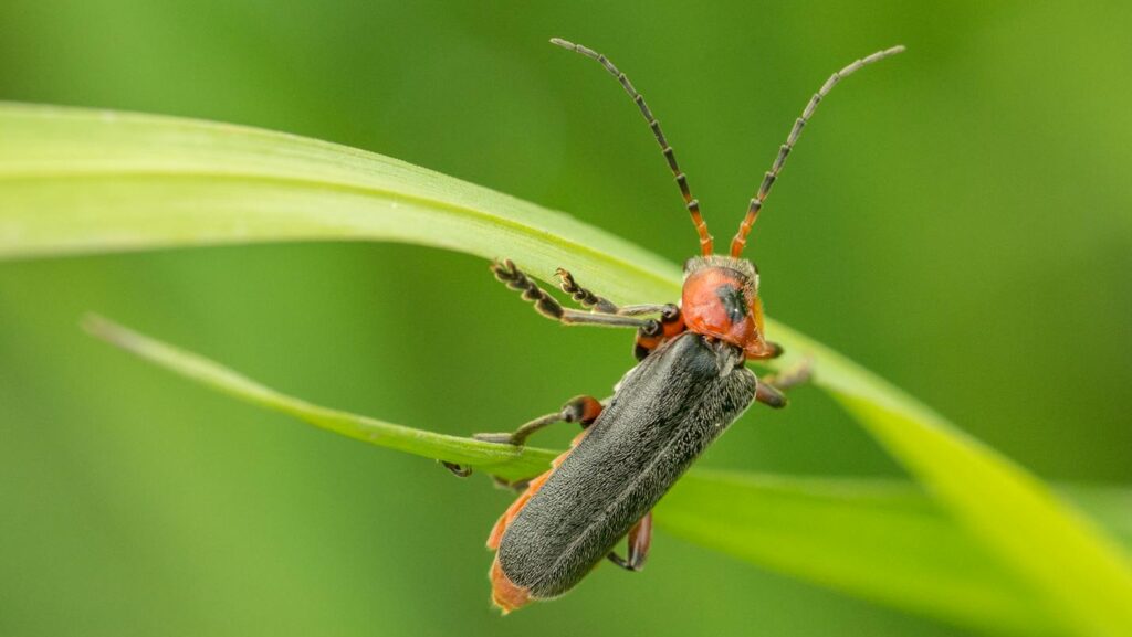 Close-up of a firefly perched on a green leaf, showcasing its intricate detail and natural habitat.