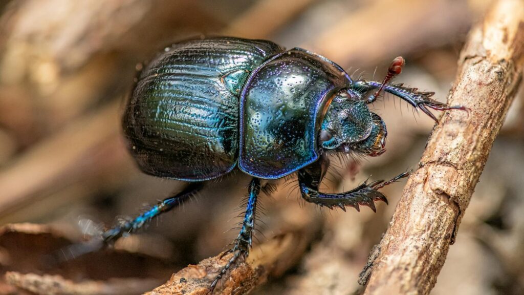 Macro shot of a vibrant green beetle exploring wood in daylight outdoors.