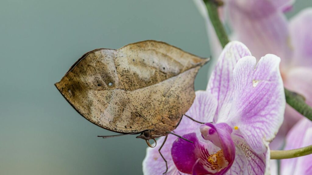 Dead leaf butterfly perched on a pink orchid.