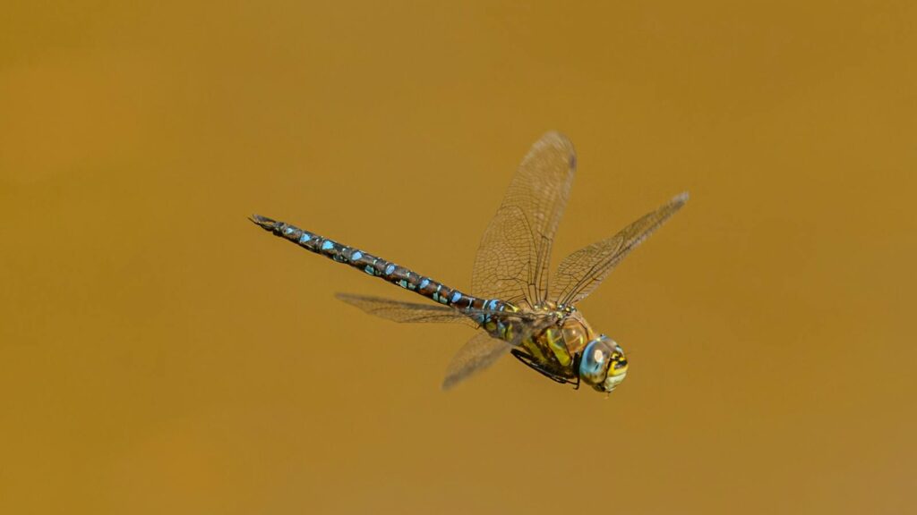 A detailed capture of a dragonfly in mid-flight against a soft brown background.