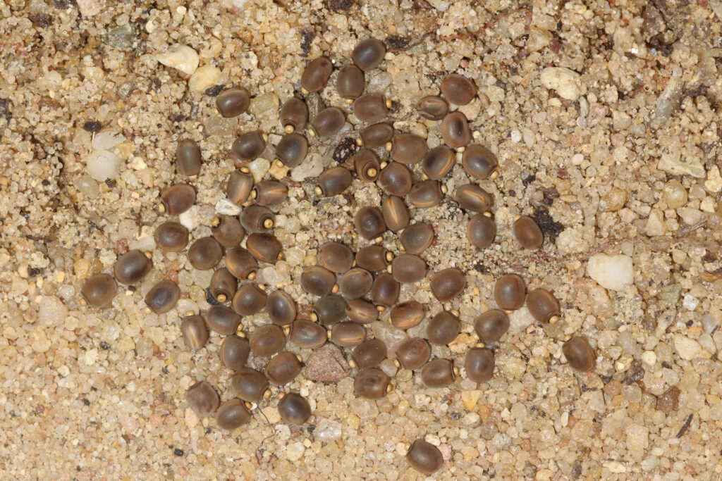 Stick insect eggs