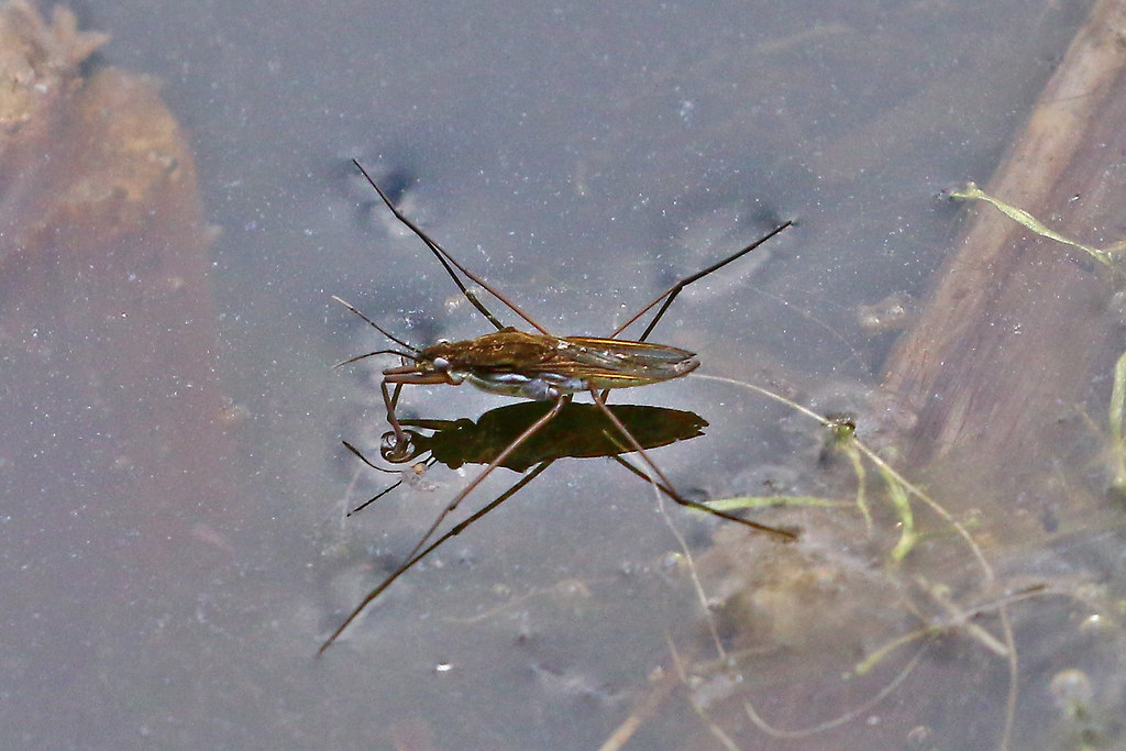 A water strider resting on a water surface