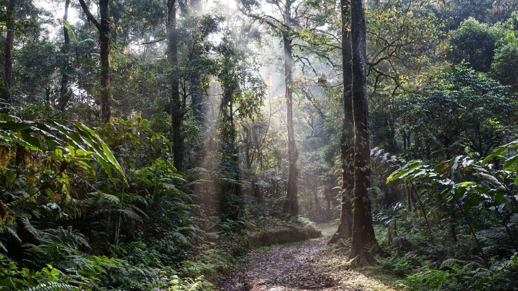 Sunlight filters through dense rainforest onto a winding forest path.