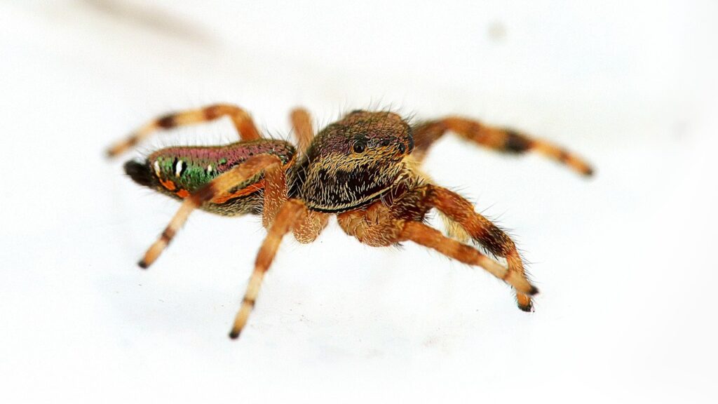 Colorful jumping spider with iridescent green markings on a white background