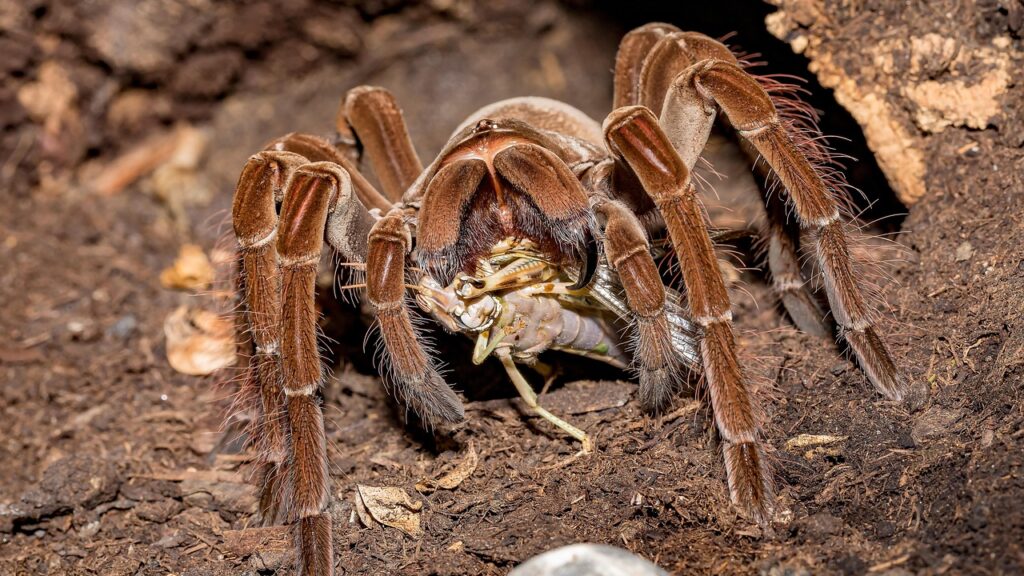 A massive Theraphosa blondi tarantula feasting on prey in a forest floor setting.