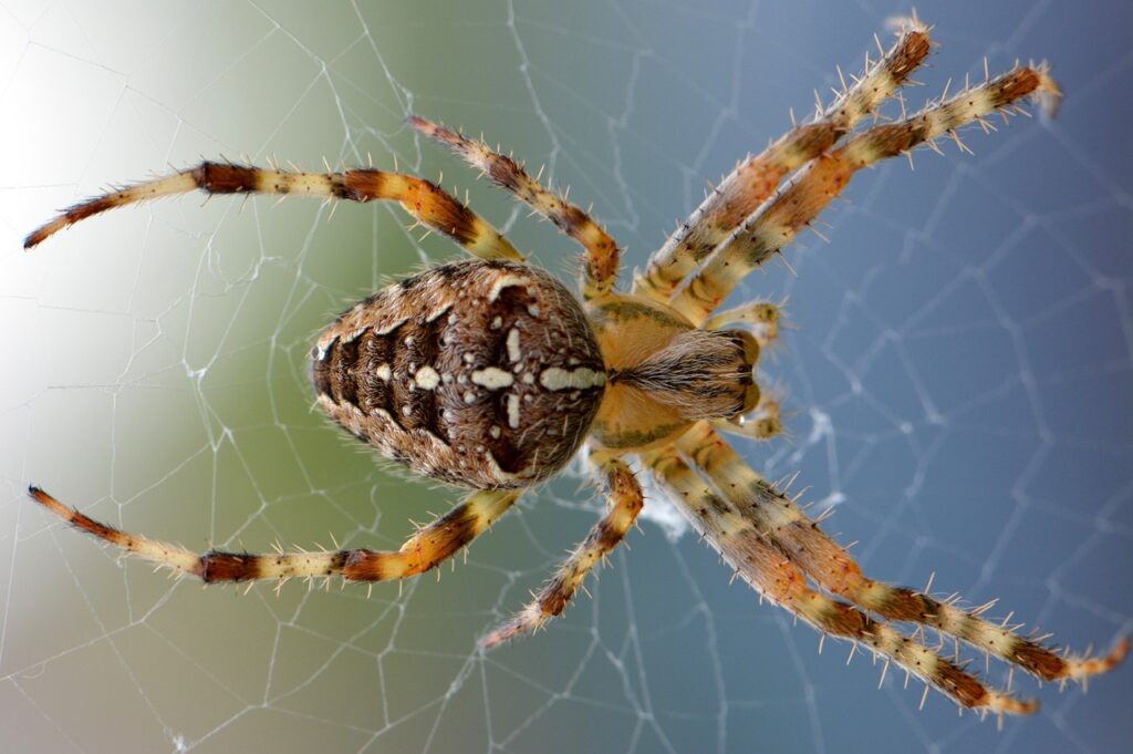 Closeup of an orb-weaver spider resting in its web—an intricate display of arachnid life in the wild.