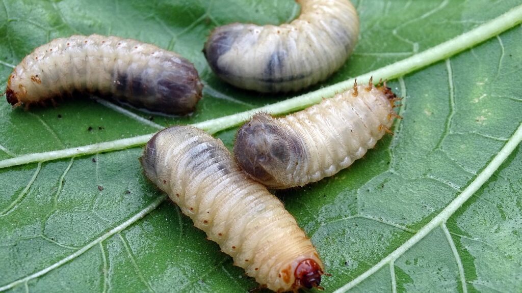 elders, larvae, beetle larvae, aphid, rose beetle, junior beetle, pest, compost, cockchafer larvae, beetle, larvae, larvae, larvae, larvae, larvae, compost