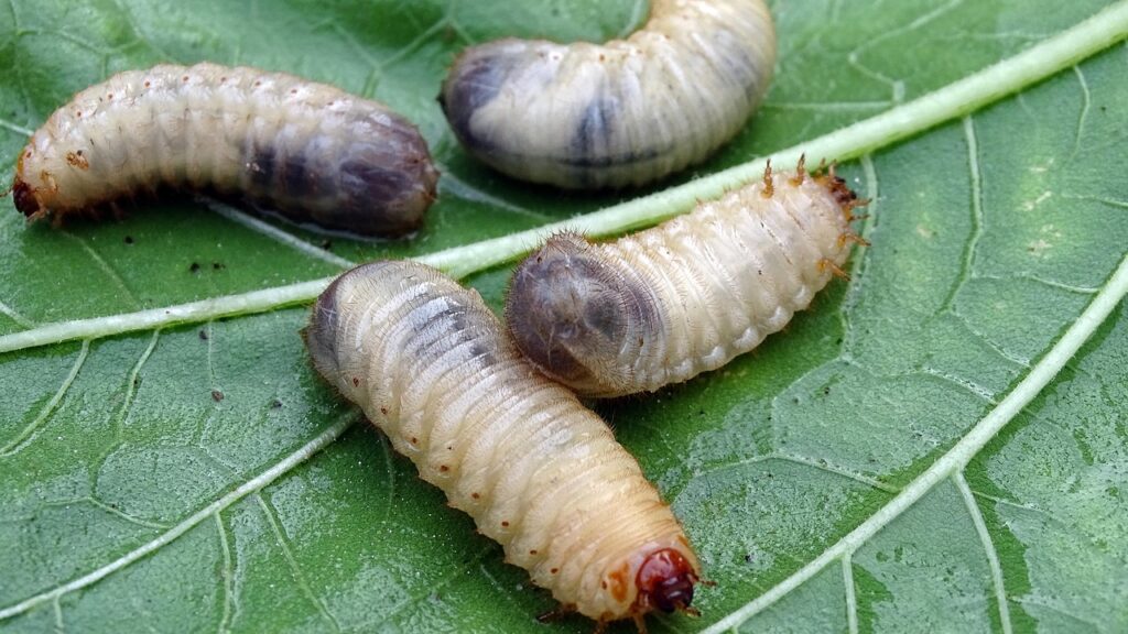 Grubs on a green leaf.