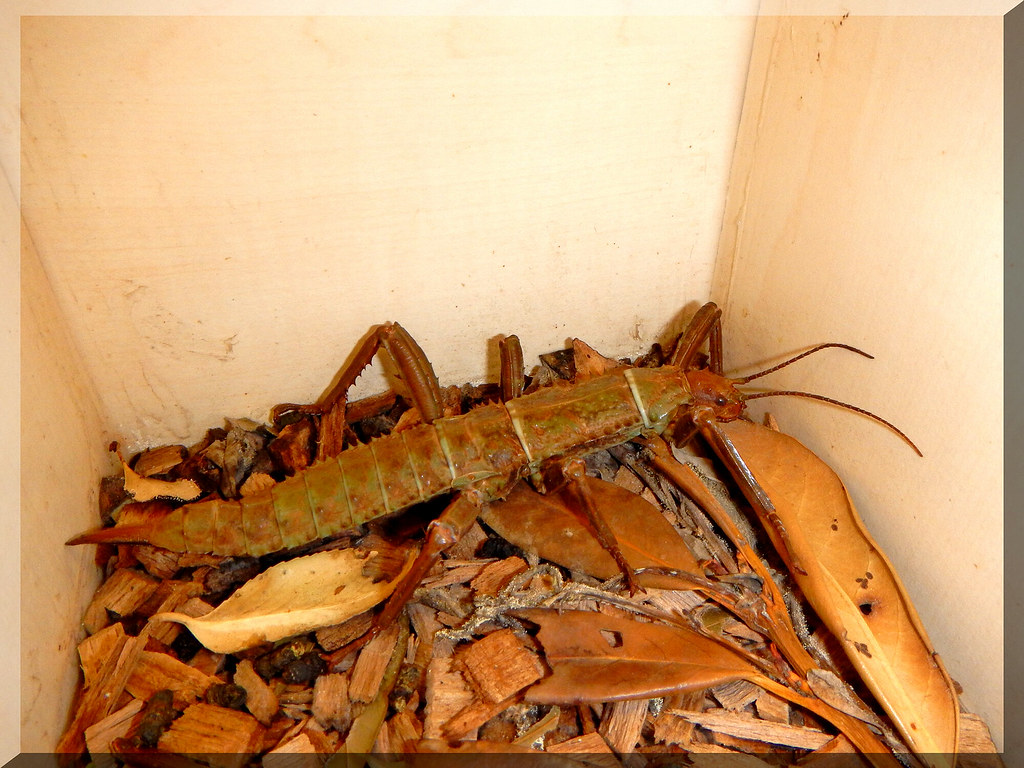 Giant Thorny Devil Stick insect in enclosure